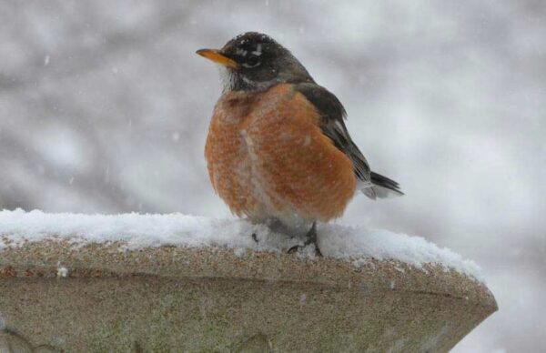 Get Your Backyard Winter-Ready