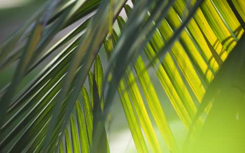professional landscapers in Sydney