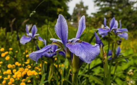 Sydney Landscaping Services